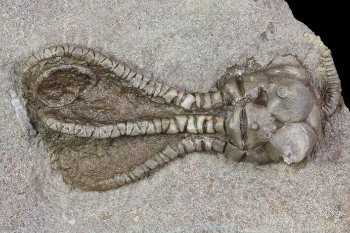 Alien Looking, Jimbacrinus Crinoid Fossil - Australia #68355